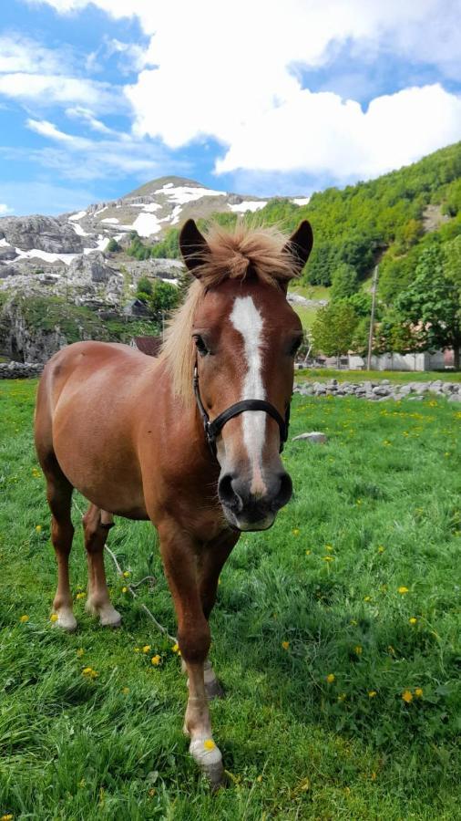 Katun Mokra Accommodation & Horseback Riding Podgorica Exterior foto