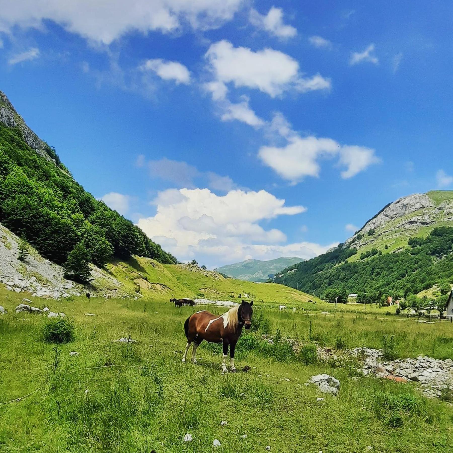 Katun Mokra Accommodation & Horseback Riding Podgorica Exterior foto
